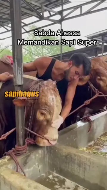 Memandikan-Sapi-Super